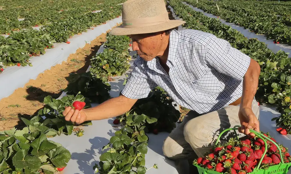Agricultores afetados por perda de produção iniciam recebimento do Garantia-Safra