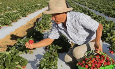 Agricultores afetados por perda de produção iniciam recebimento do Garantia-Safra