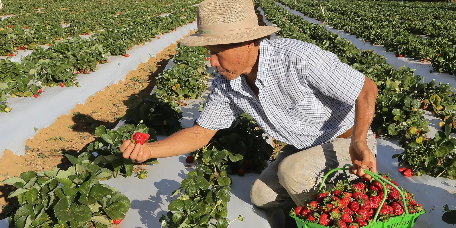 Agricultores afetados por perda de produção iniciam recebimento do Garantia-Safra