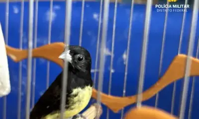 PMDF Desarticula Cativeiro Ilegal de Aves Silvestres em Samambaia