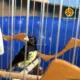 PMDF Desarticula Cativeiro Ilegal de Aves Silvestres em Samambaia