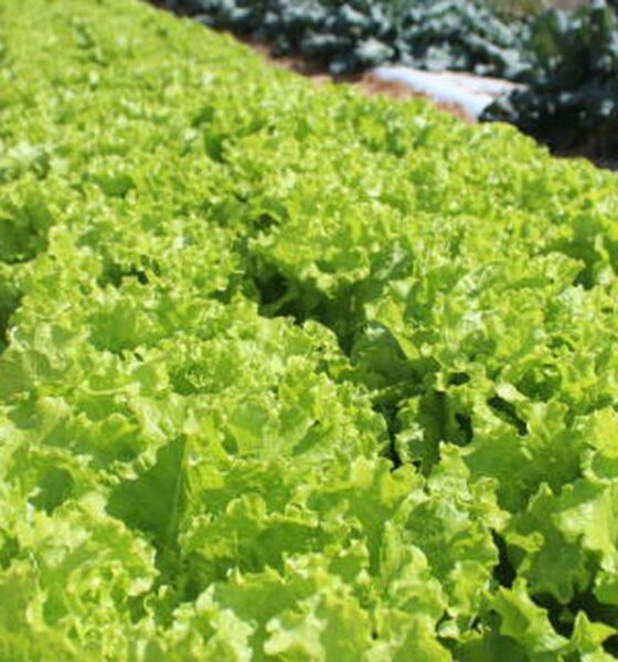 Embrapa inaugura Unidade Mista de Pesquisa e Inovação em Mato Grosso