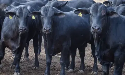 CMN diminui taxa de juros para financiamentos a cooperativas rurais pelo Pronaf