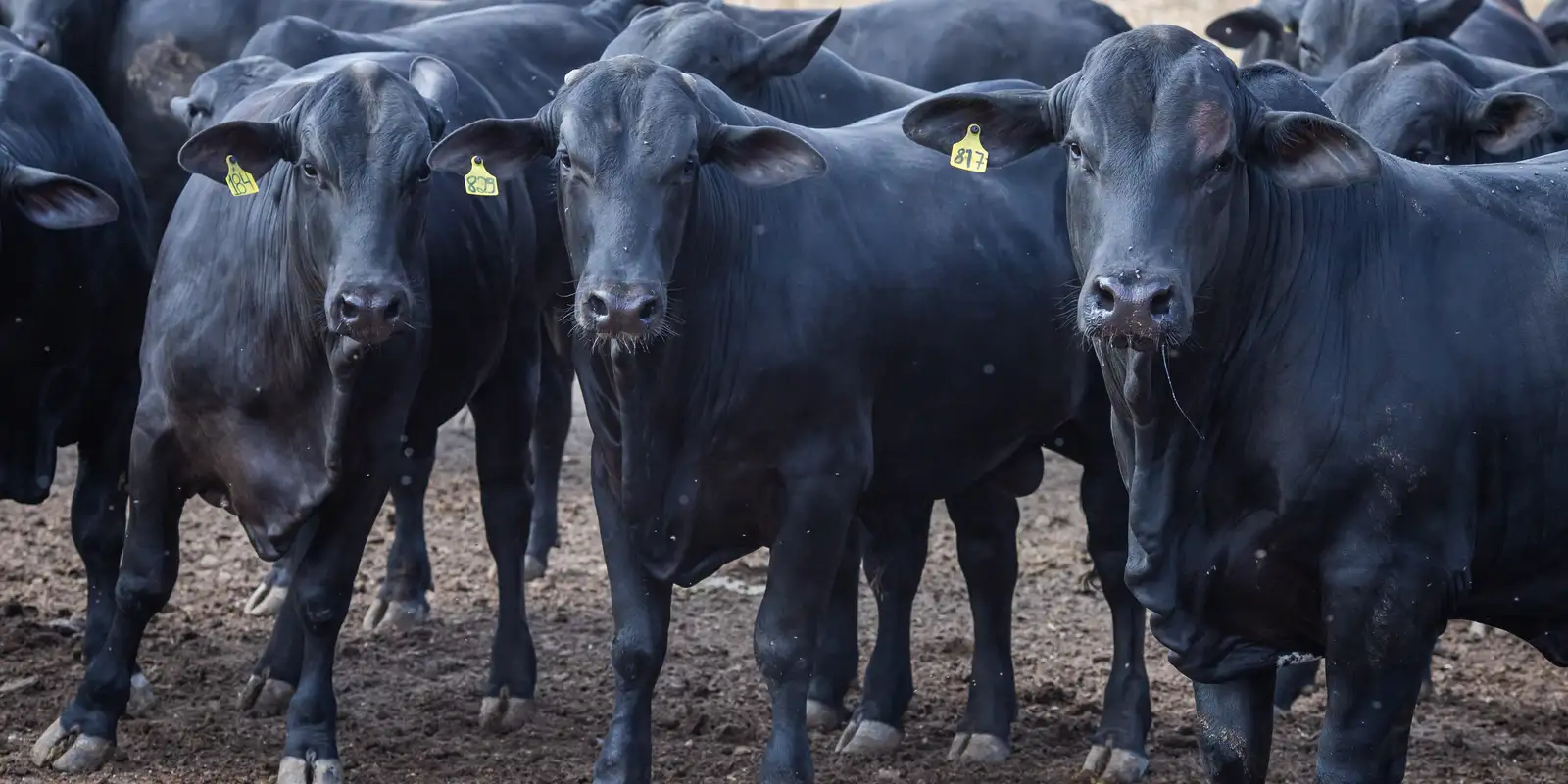 CMN diminui taxa de juros para financiamentos a cooperativas rurais pelo Pronaf