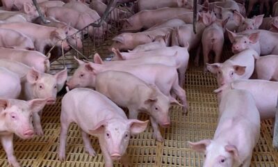 Agrodefesa passa a ser responsável pela certificação de granjas de reprodutores suínos