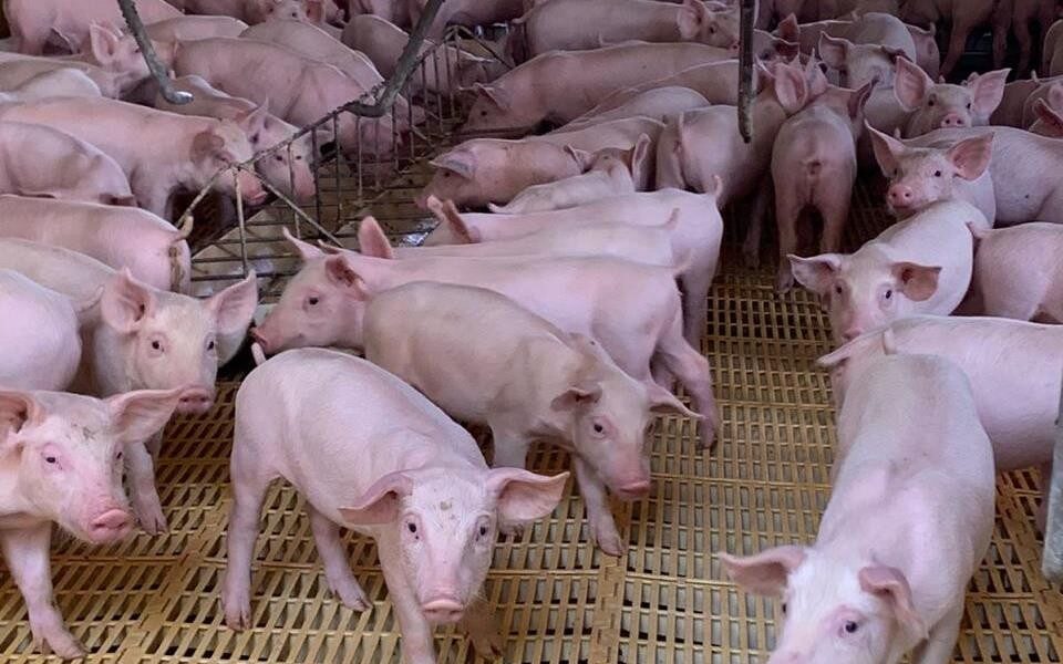 Agrodefesa passa a ser responsável pela certificação de granjas de reprodutores suínos
