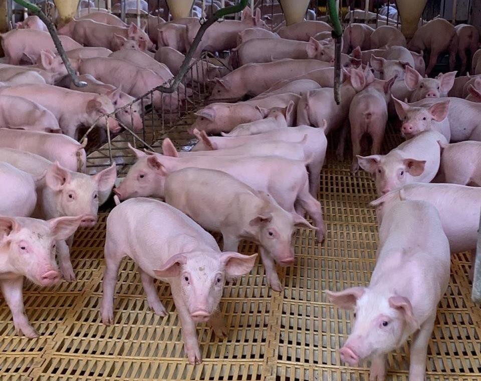 Agrodefesa passa a ser responsável pela certificação de granjas de reprodutores suínos