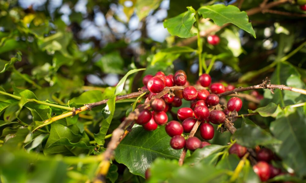 VBP do café em Goiás deve atingir R$ 827,9 milhões em 2026