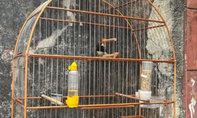 PMDF Autua por Crime Ambiental e Apreende Ave Silvestre em Ceilândia