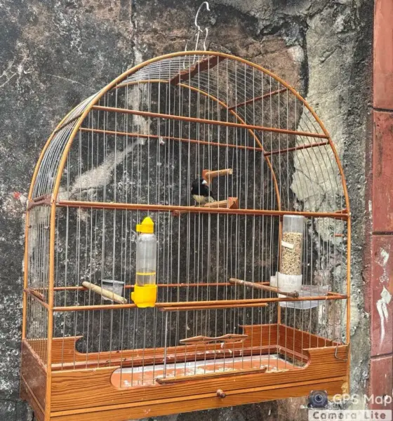 PMDF Autua por Crime Ambiental e Apreende Ave Silvestre em Ceilândia