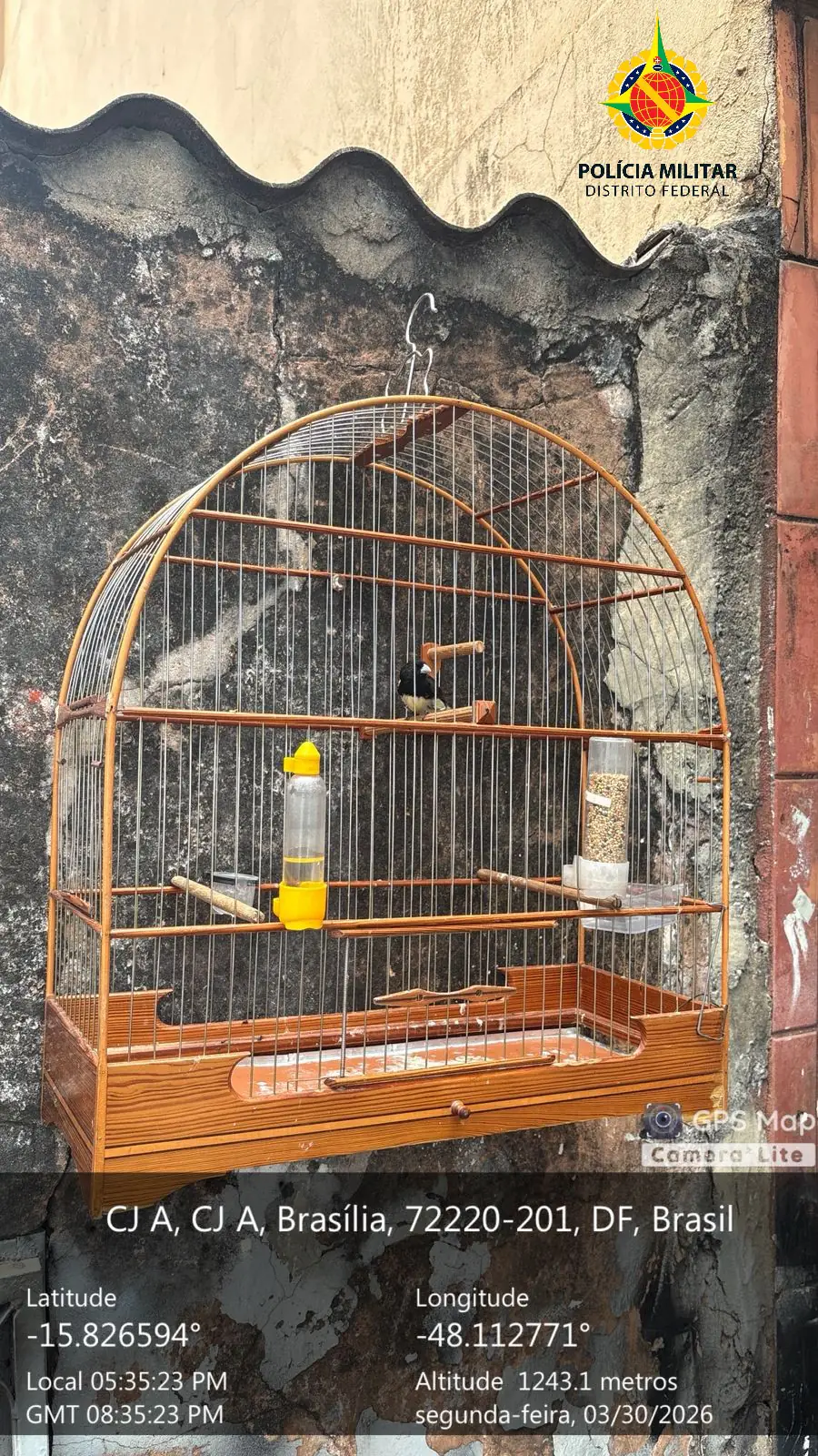 PMDF Autua por Crime Ambiental e Apreende Ave Silvestre em Ceilândia