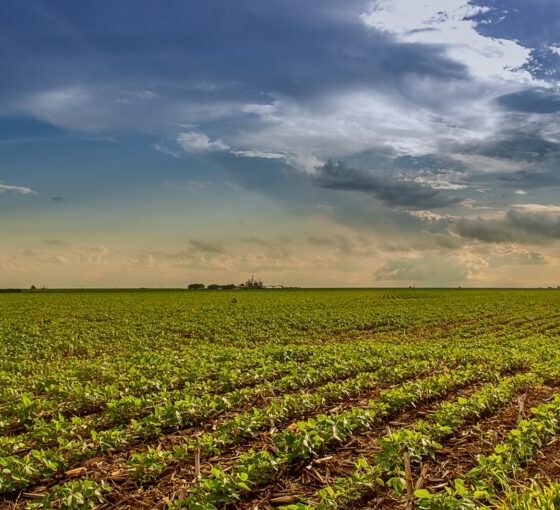 Pesquisa do Goiás Verde indica potencial de sustentabilidade na agropecuária goiana
