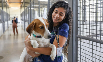 Cães resgatados estão há mais de um ano à espera de adoção na Zoonoses do DF; entenda como adotar