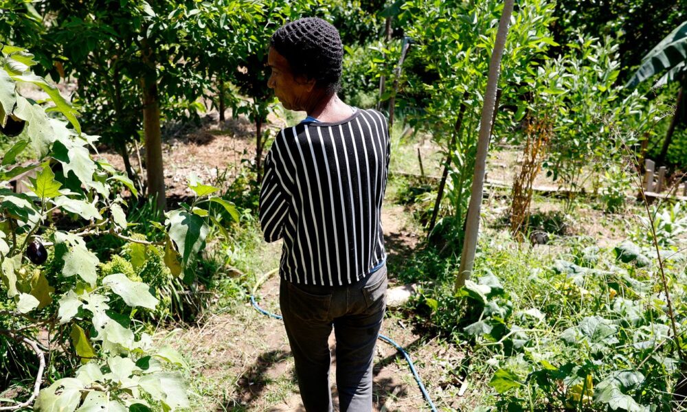 Horta comunitária reúne memória, cuidado e cidadania em favela do Rio