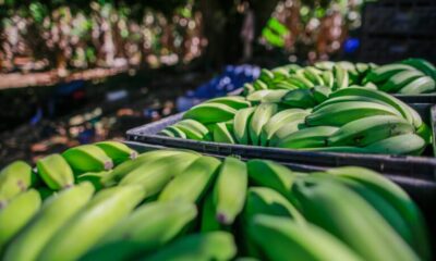 Agrodefesa orienta produtores sobre transporte interestadual de banana