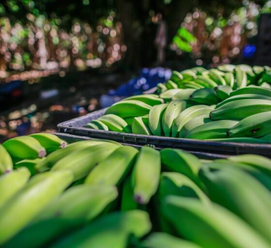 Agrodefesa orienta produtores sobre transporte interestadual de banana