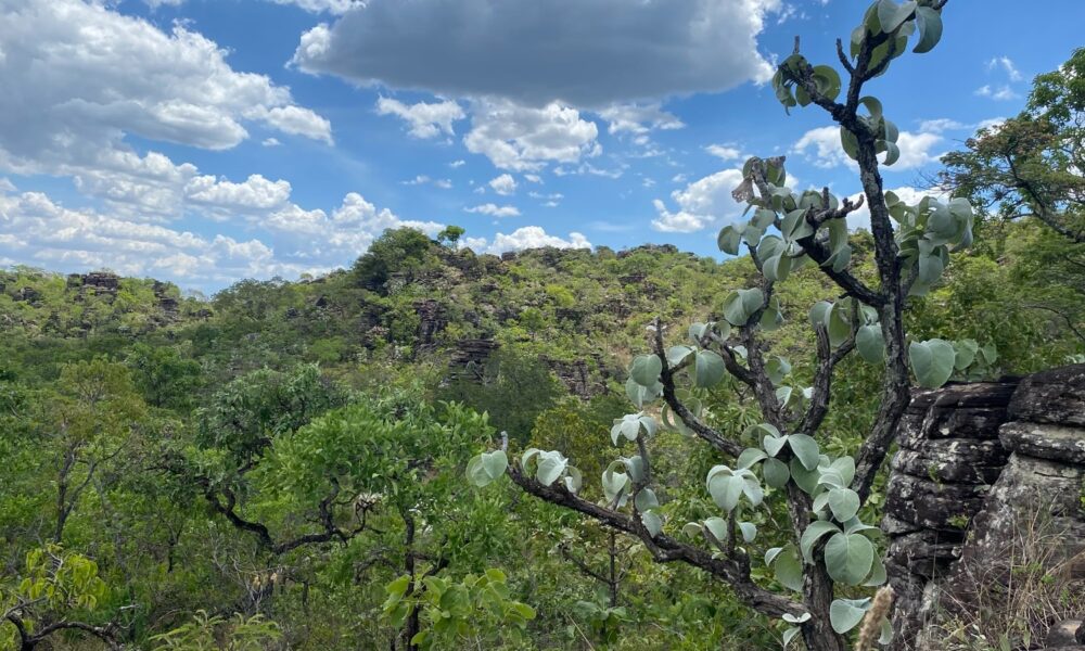 PSA Cerrado em Pé estende prazo de inscrição até 30 de junho