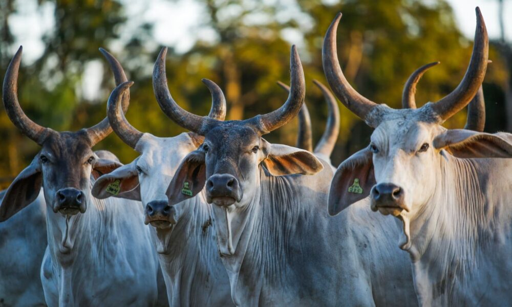 Emater e ABCZ realizam feira Pró-Genética em Cabeceiras