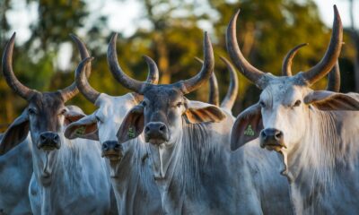 Emater e ABCZ realizam feira Pró-Genética em Cabeceiras