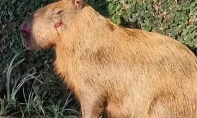 MPRJ apresenta denúncia contra agressores de capivara na Ilha do Governador, no Rio de Janeiro