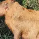 MPRJ apresenta denúncia contra agressores de capivara na Ilha do Governador, no Rio de Janeiro