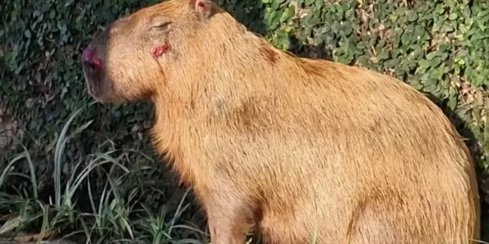 MPRJ apresenta denúncia contra agressores de capivara na Ilha do Governador, no Rio de Janeiro