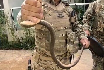 PMDF realiza resgate de serpente em residência no Brisas do Lago