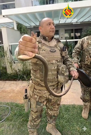 PMDF realiza resgate de serpente em residência no Brisas do Lago