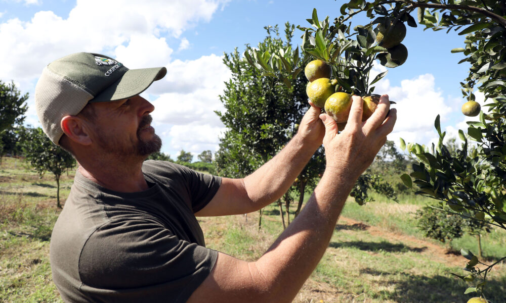 Agricultura familiar é incorporada à rede pública de ensino e gera quase R$ 184 milhões no DF