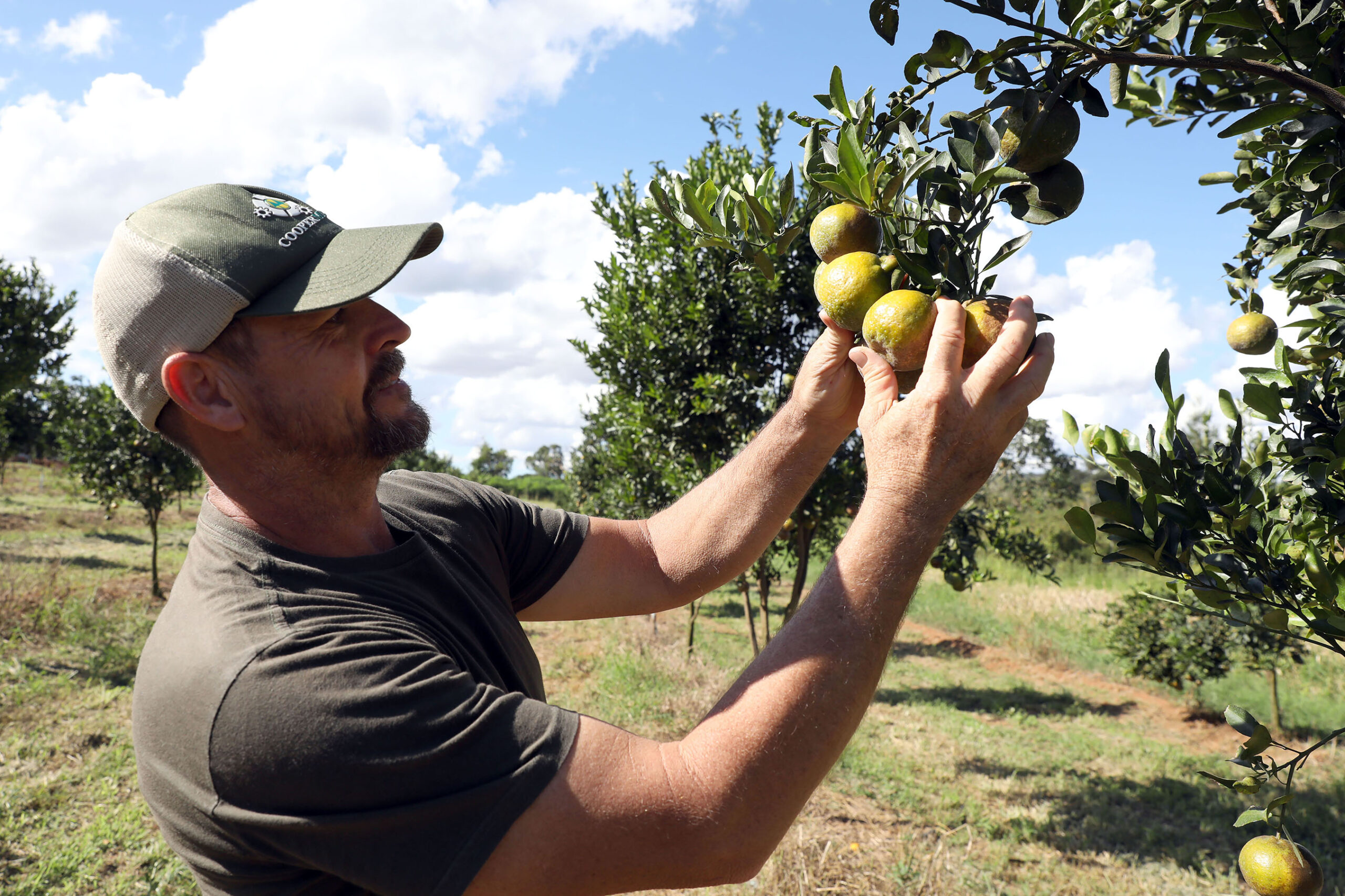 Agricultura familiar é incorporada à rede pública de ensino e gera quase R$ 184 milhões no DF