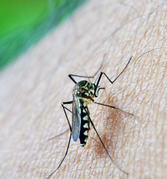 Estudo aponta relação entre dengue e Síndrome de Guillain-Barré