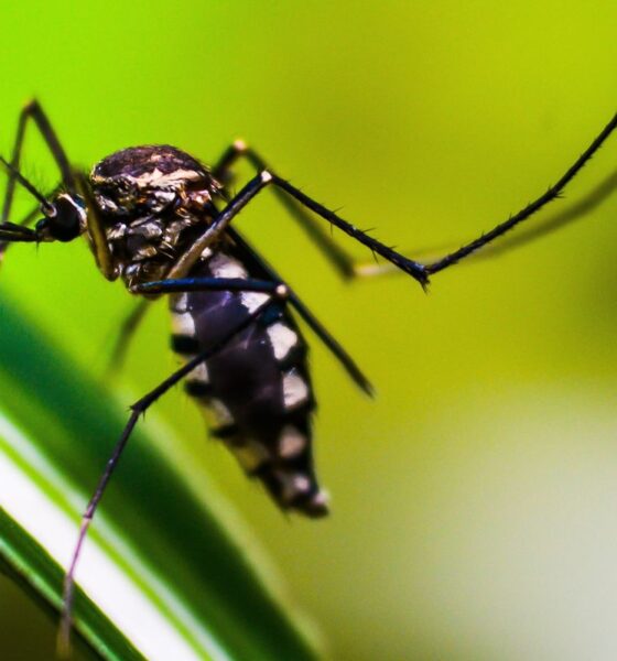 Casos de dengue no Brasil registram queda de 75% em 2026
