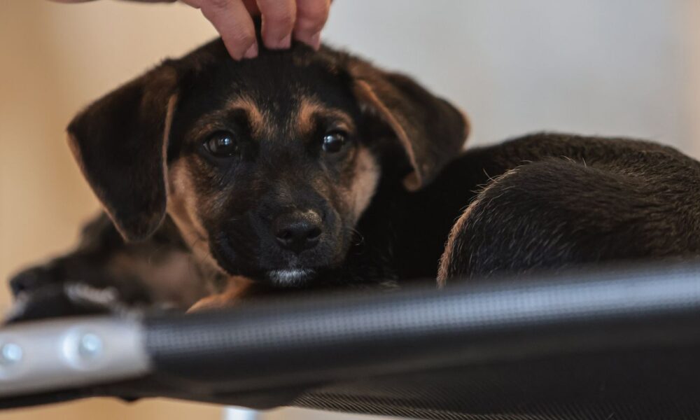 Lei institui guarda compartilhada de animais de estimação
