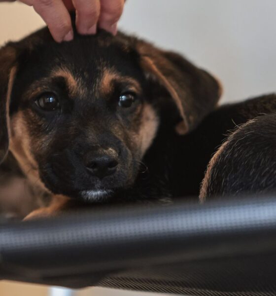 Lei institui guarda compartilhada de animais de estimação
