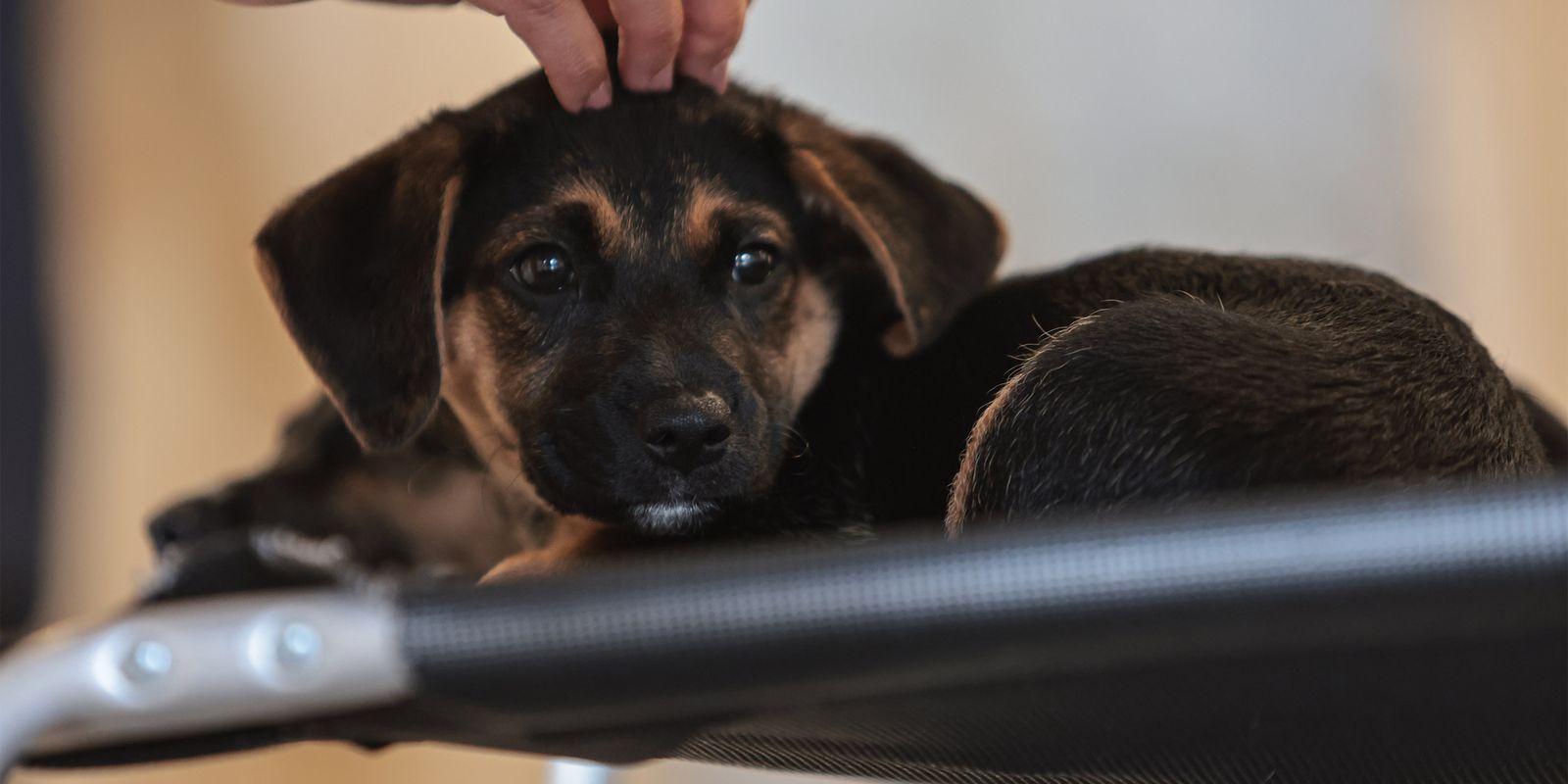 Lei institui guarda compartilhada de animais de estimação