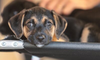 Governo inicia consulta pública sobre medicamentos genéricos e similares para uso veterinário