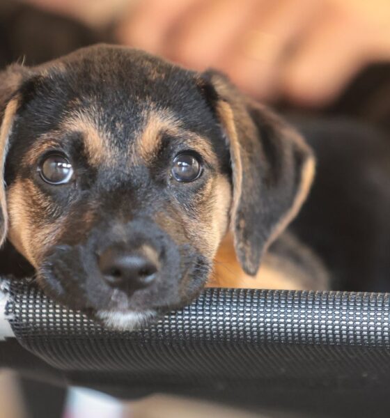 Governo inicia consulta pública sobre medicamentos genéricos e similares para uso veterinário