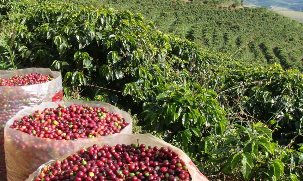 Cafeicultura em Goiás avança com realização de encontro inédito