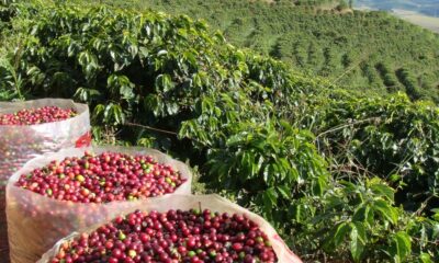 Cafeicultura em Goiás avança com realização de encontro inédito