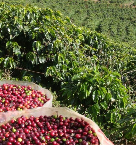Cafeicultura em Goiás avança com realização de encontro inédito