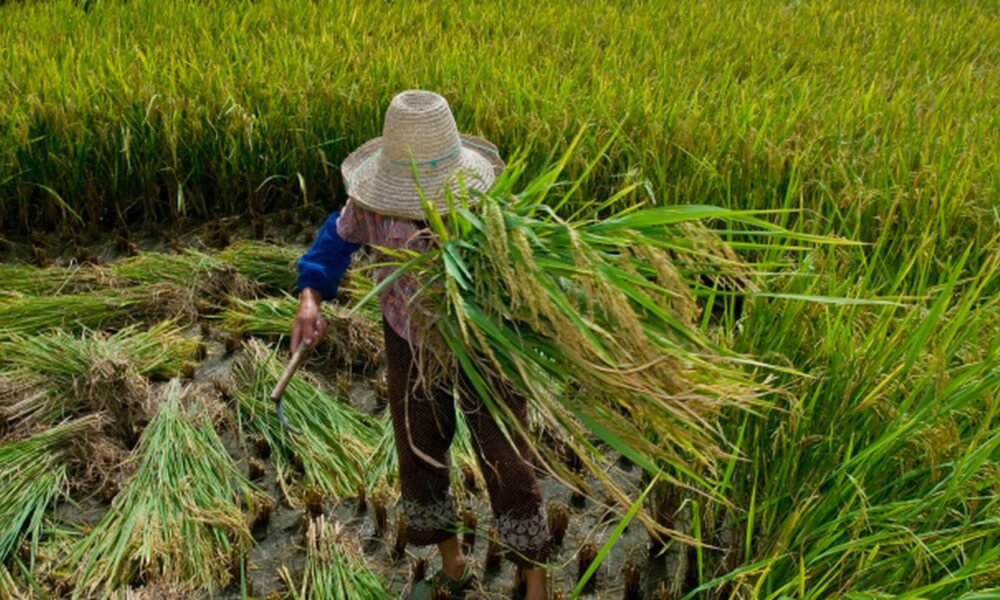 Desafios persistem na garantia de direitos trabalhistas no campo