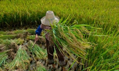 Desafios persistem na garantia de direitos trabalhistas no campo