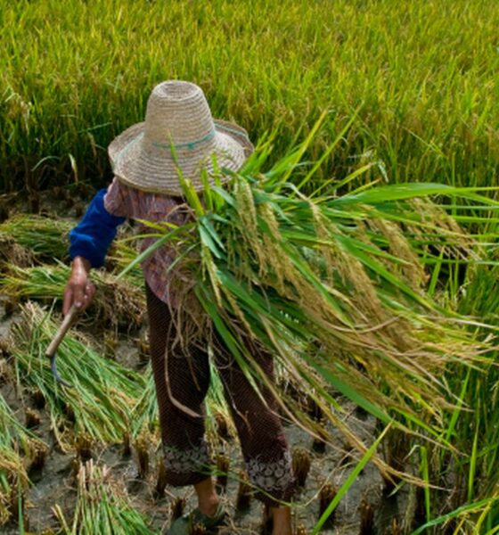 Desafios persistem na garantia de direitos trabalhistas no campo