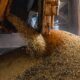 Produção brasileira de grãos deve aumentar apesar do El Niño