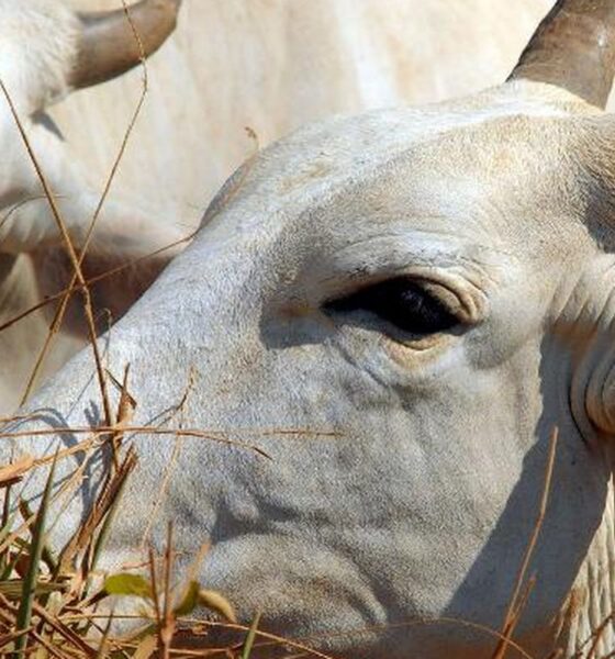 Carne brasileira passa a pagar tarifa de 67% para entrar na China