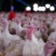 Agricultura confirma foco de doença de Newcastle em Santa Catarina