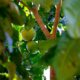 Preço do limão está acima da média, mesmo na entressafra