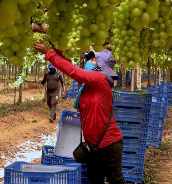 Exploração de trabalhadores rurais sustenta fruticultura bilionária