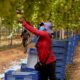 Exploração de trabalhadores rurais sustenta fruticultura bilionária